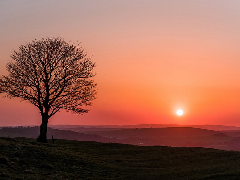Lonely Tree wins photo competition